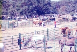 FOTOS DE LA FERIA GANADERA